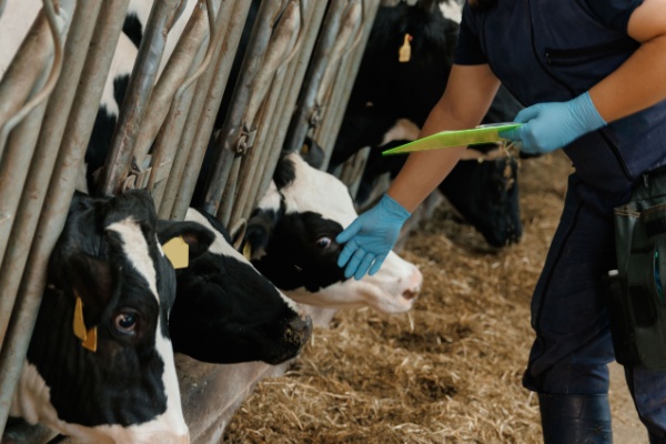 Dermatose nodulaire : des restrictions renforcées