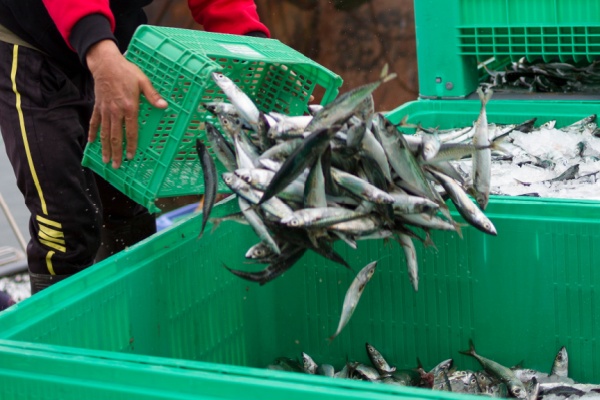 Secteur de la pêche : évolution des critères des demandes d’antériorités